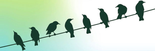 birds on a wire with green sky