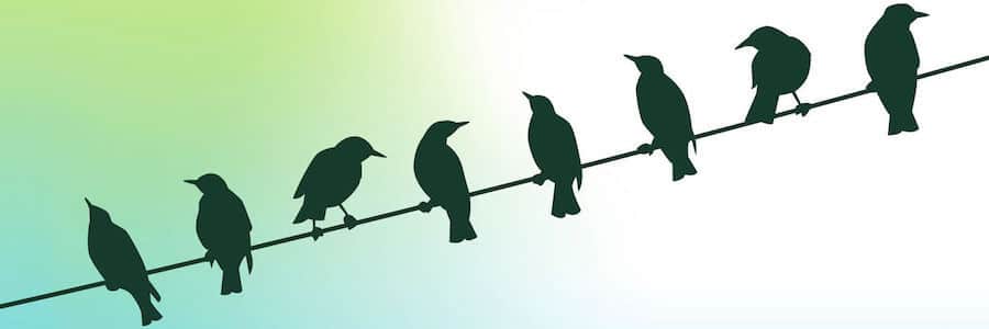 birds on a wire with green sky